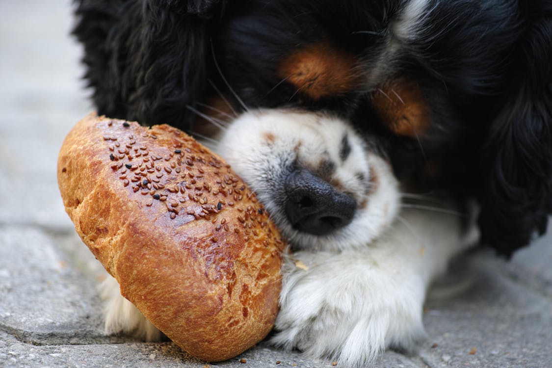 Hund spiser menneskemad